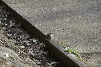 Daurian Redstart 柏の葉公園 Sat, 1/26/2019