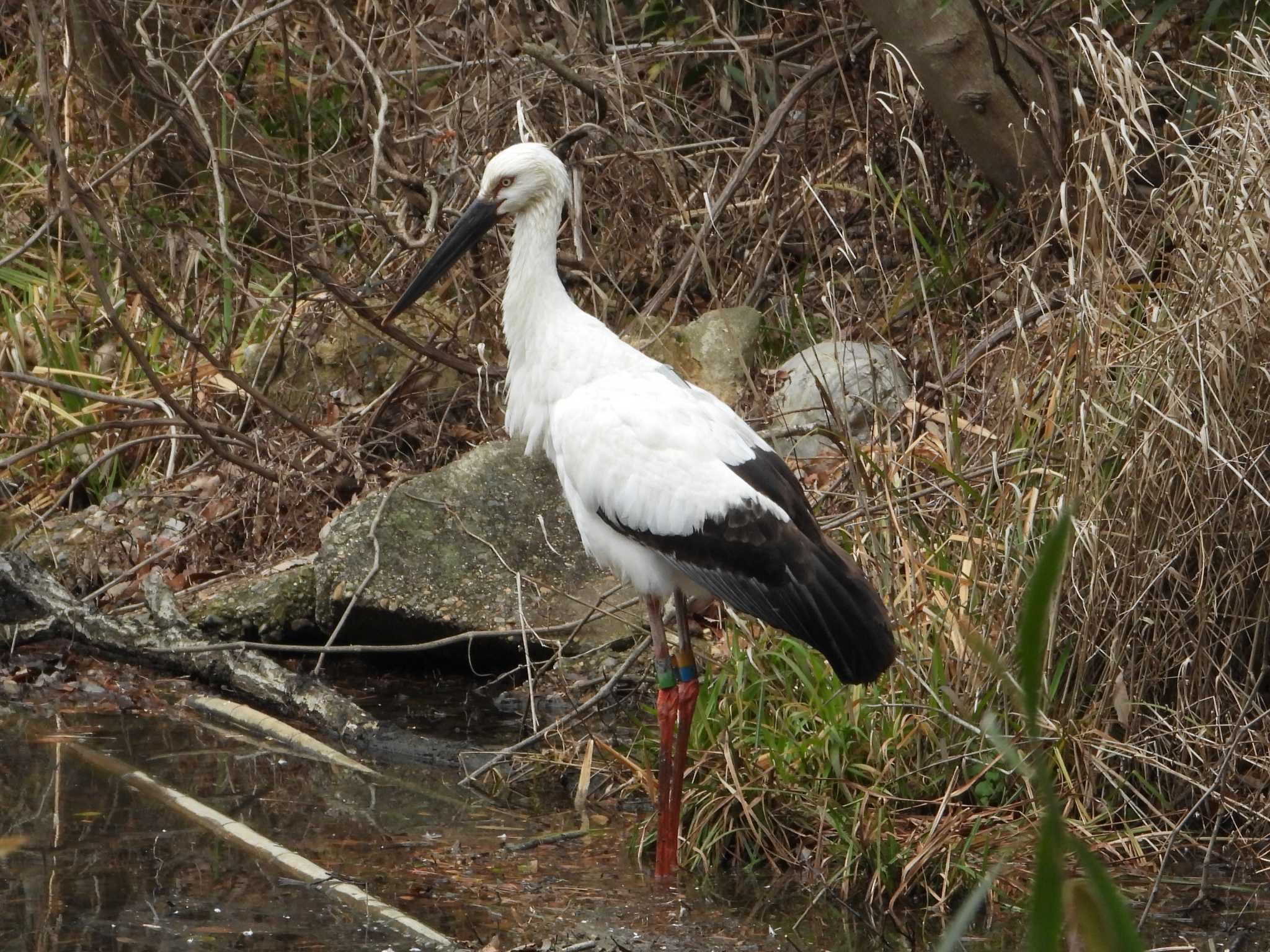 Oriental Stork