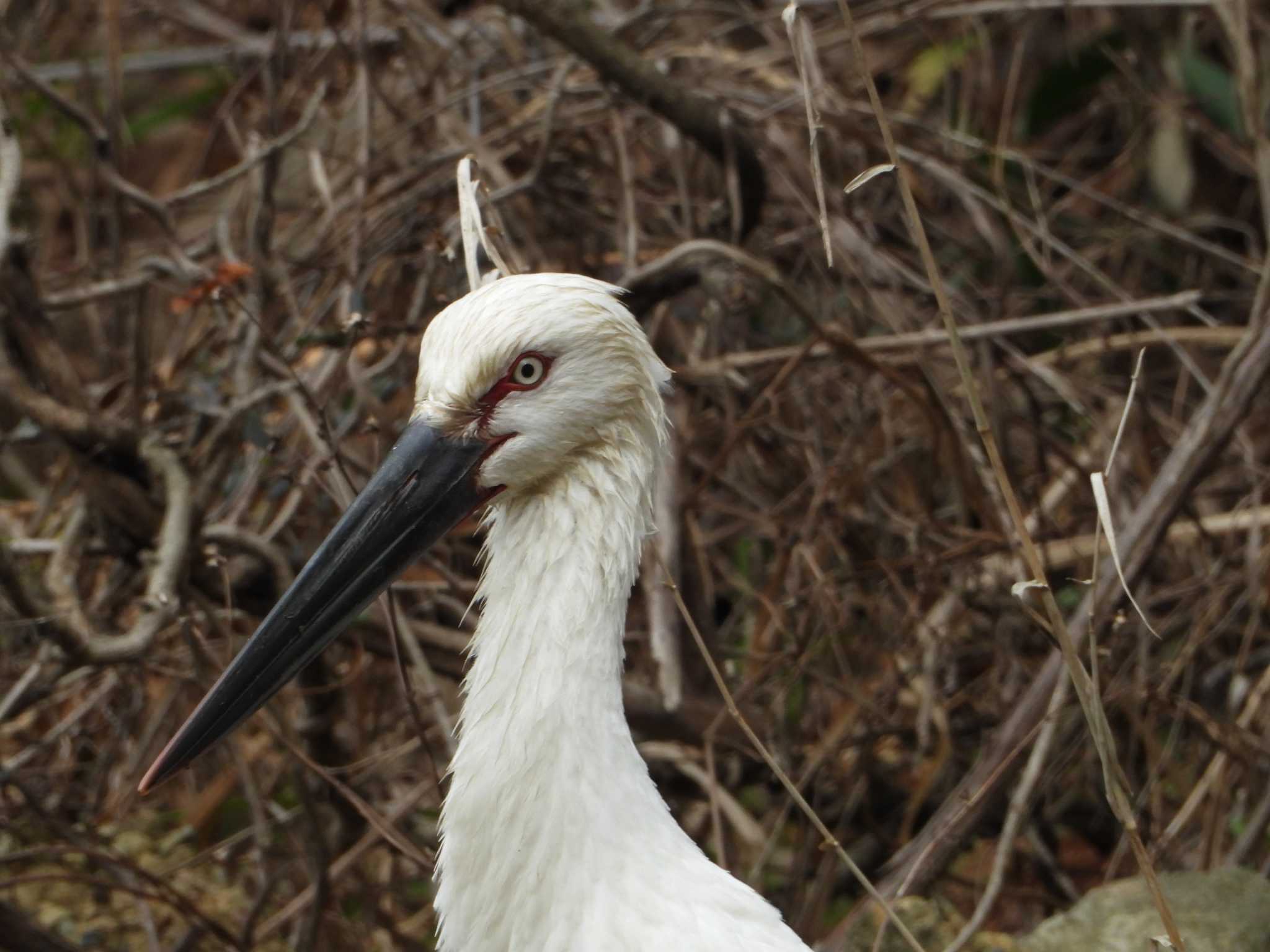 Oriental Stork