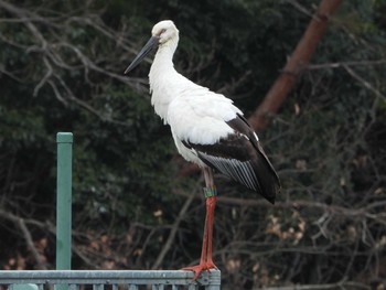 コウノトリ 兵庫県明石市・神戸市 2019年1月27日(日)