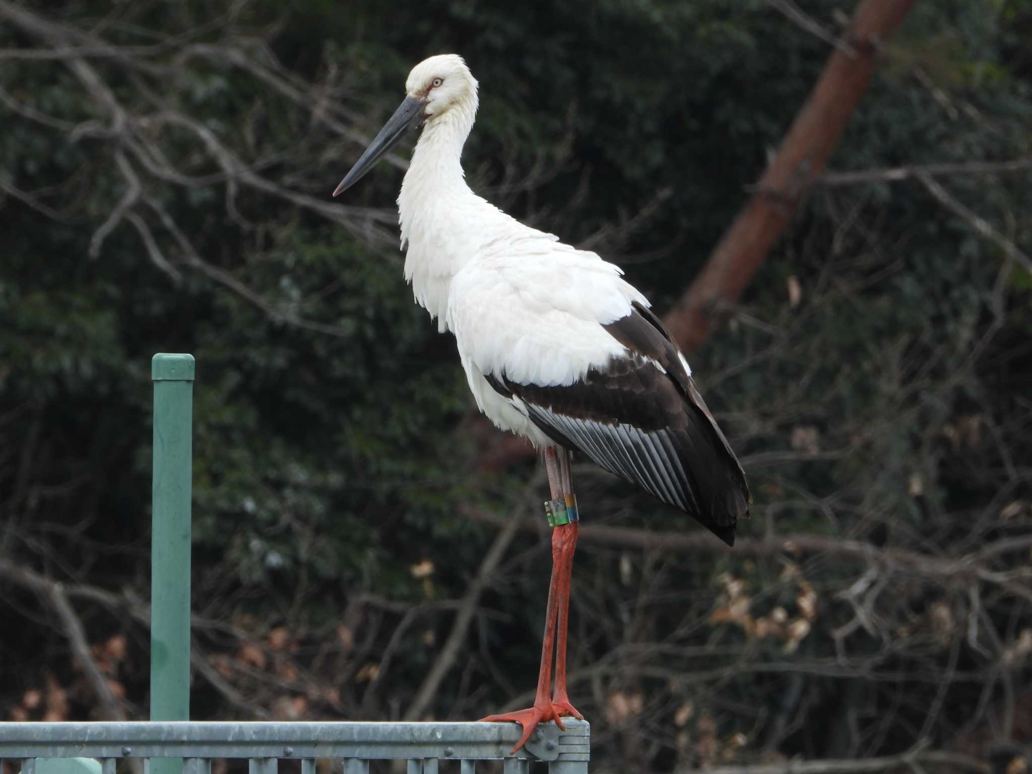 Oriental Stork