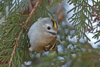 Goldcrest 東京都多摩地域 Sun, 1/27/2019