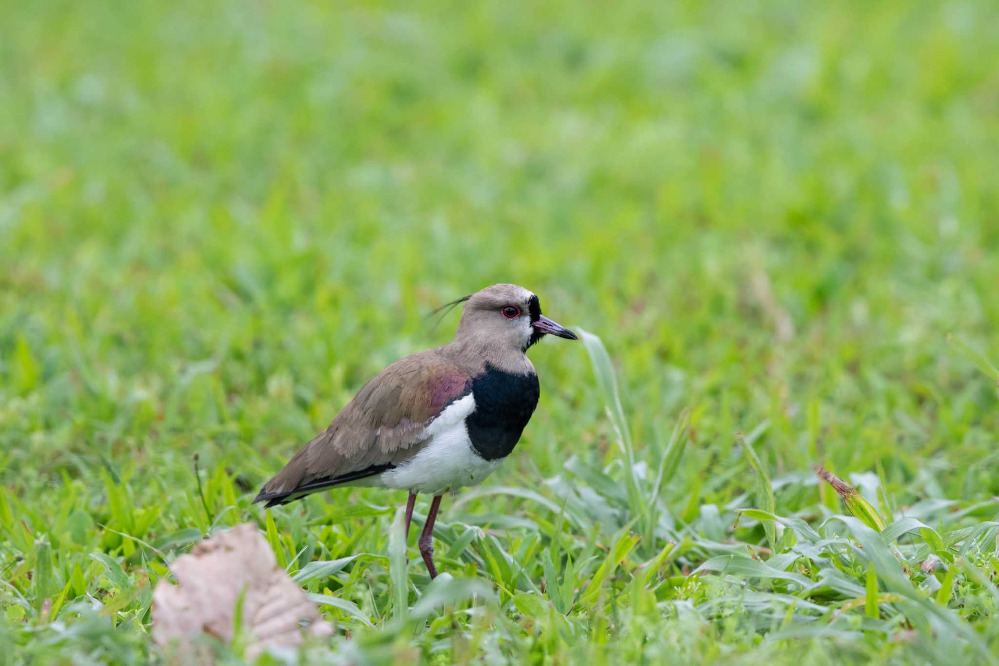 Photo of Southern Lapwing at La Mesa(Panama) by Trio