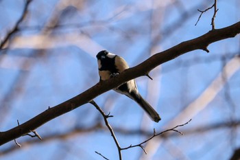 シジュウカラ 三ツ池公園(横浜市鶴見区) 2019年1月24日(木)