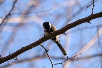 シジュウカラ 三ツ池公園(横浜市鶴見区) 2019年1月24日(木)