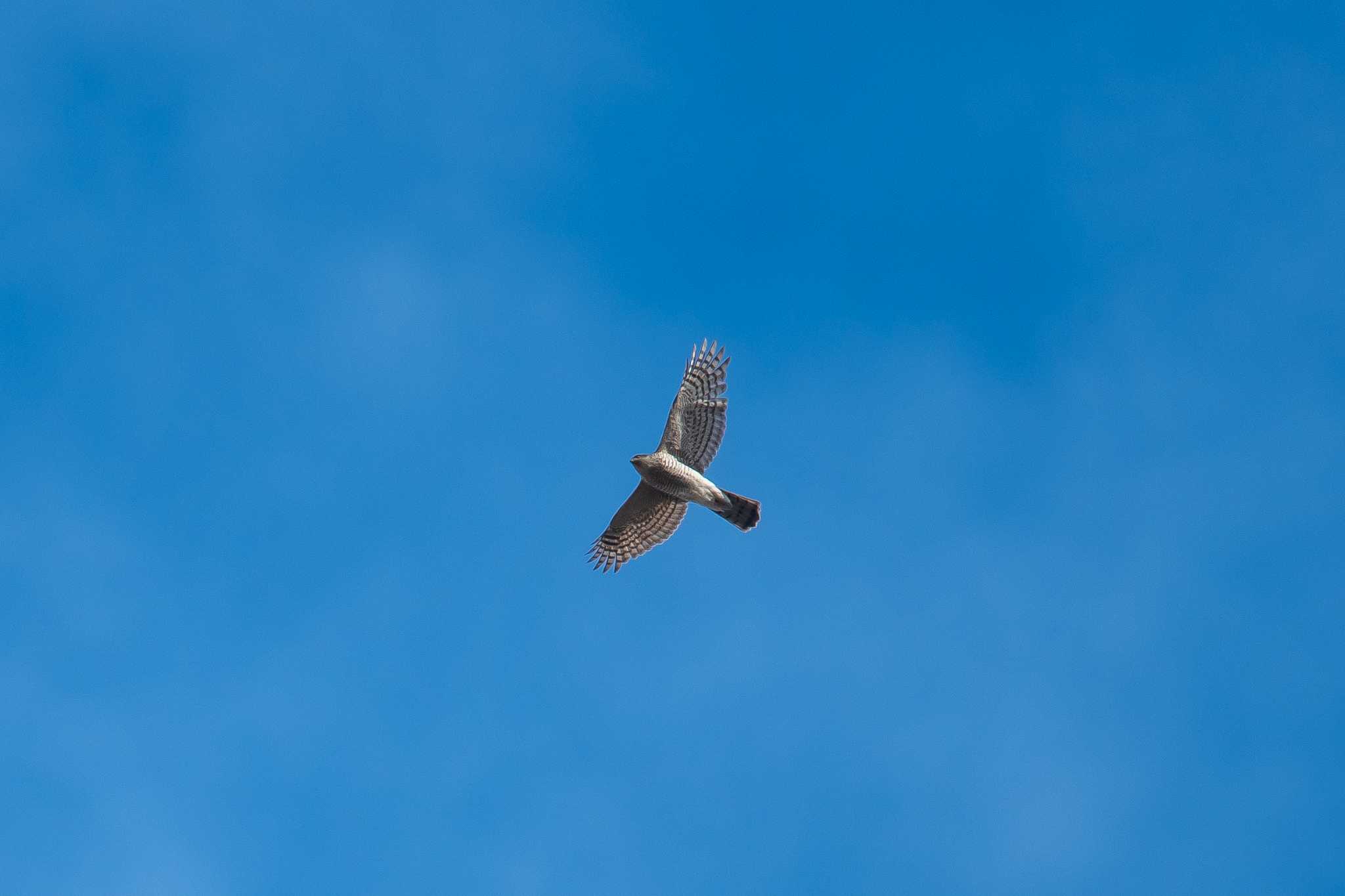 Photo of Eurasian Sparrowhawk at 三田市 by ときのたまお