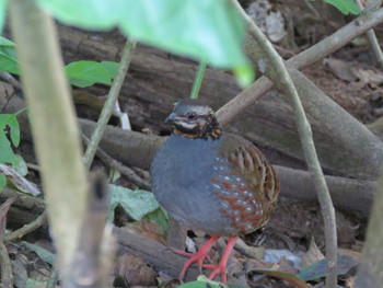 Rufous-throated Partridge