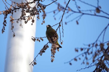 Unknown Species Koyaike Park Sat, 1/26/2019