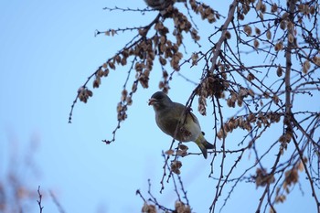 未同定 昆陽池公園 2019年1月26日(土)