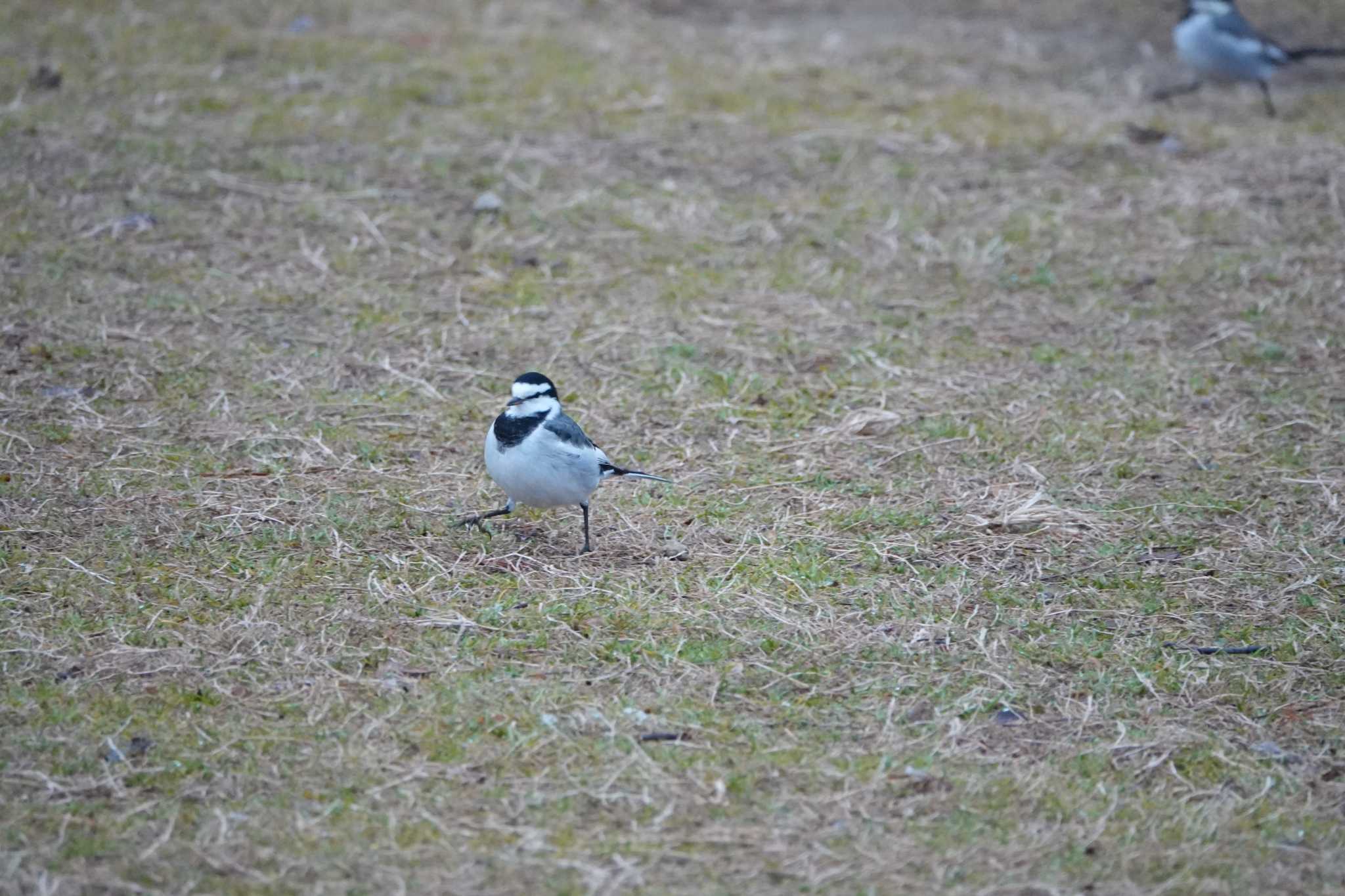 Photo of Wagtail at Koyaike Park by レスター