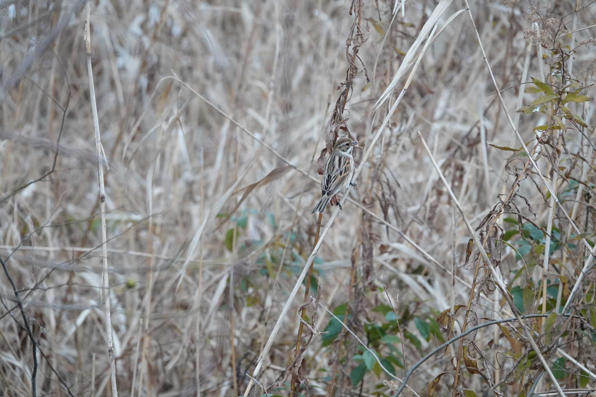 Untitled Photo by レスター