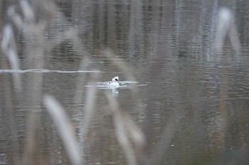 未同定 昆陽池公園 2019年1月27日(日)