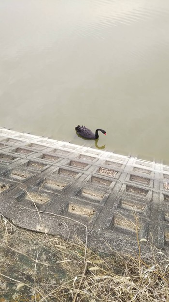 Black Swan 和歌山貴志川平池緑地公園 Unknown Date