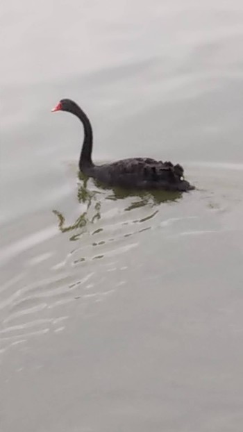 Black Swan 和歌山貴志川平池緑地公園 Unknown Date