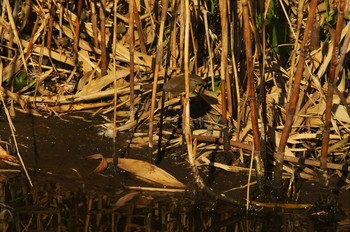 ウグイス 野川 2019年1月20日(日)