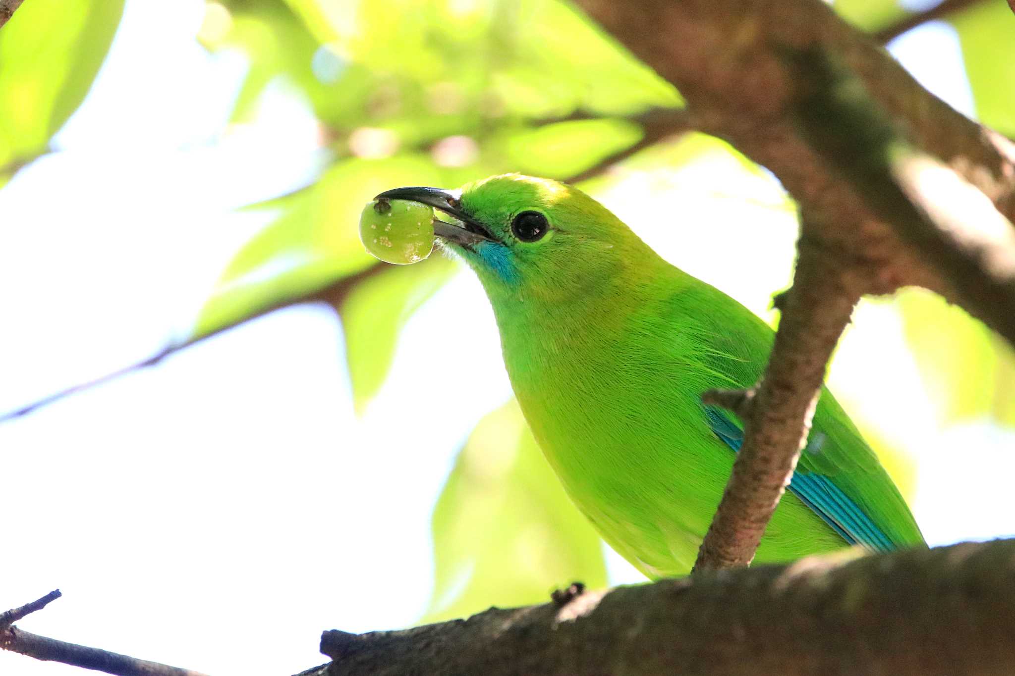 Photo of Blue-winged Leafbird at Cat Tien National Park by とみやん