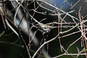 Yellow-browed Warbler 八仙山国家森林遊楽区 Fri, 1/18/2019