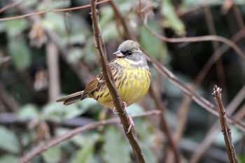 2019年1月28日(月) 加木屋緑地の野鳥観察記録