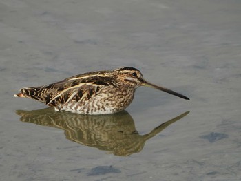 2019年1月27日(日) 兵庫県明石市・神戸市の野鳥観察記録