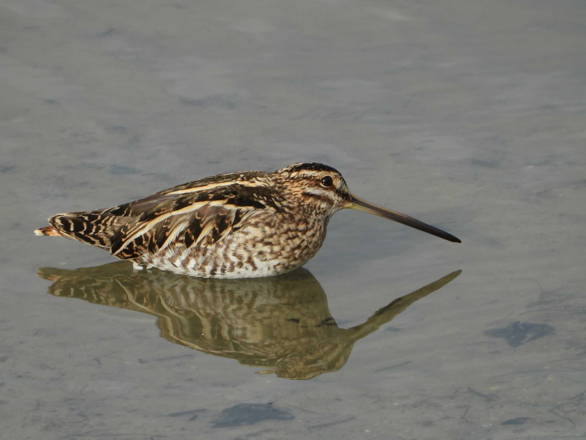 Photo of Common Snipe at 兵庫県明石市・神戸市 by 禽好き