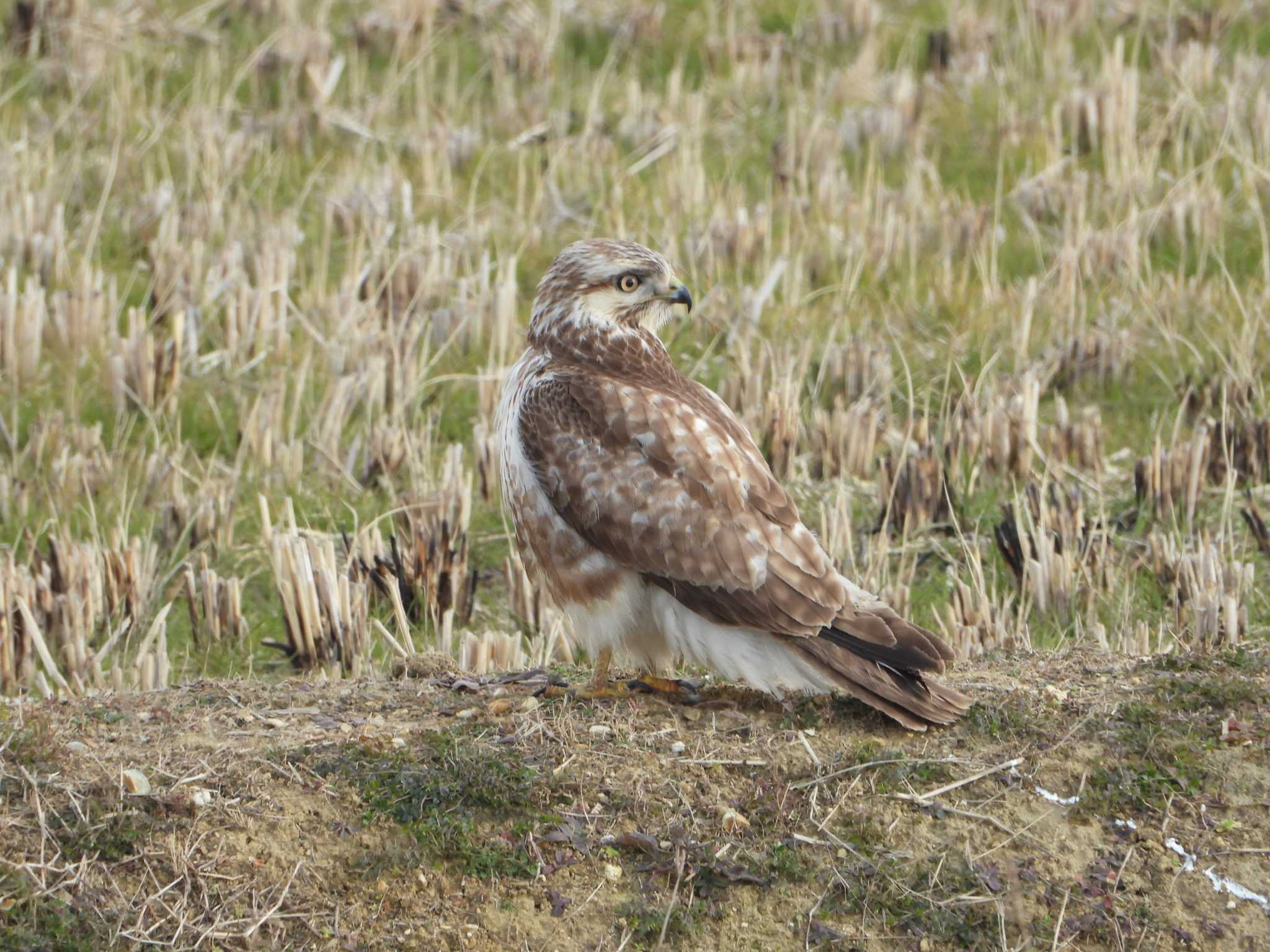 Photo of Eastern Buzzard at 兵庫県明石市・神戸市 by 禽好き