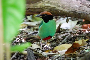 ズグロヤイロチョウ シンガポール植物園 2019年1月25日(金)