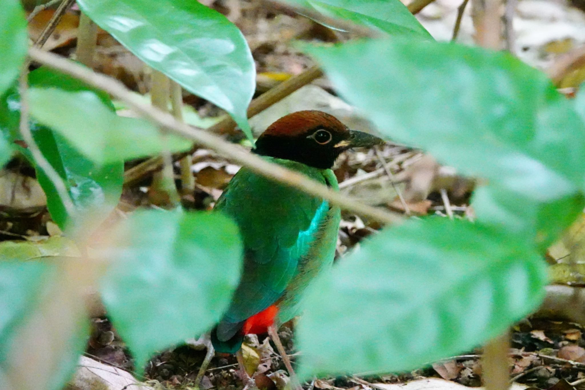 Photo of Western Hooded Pitta at Singapore Botanic Gardens by のどか