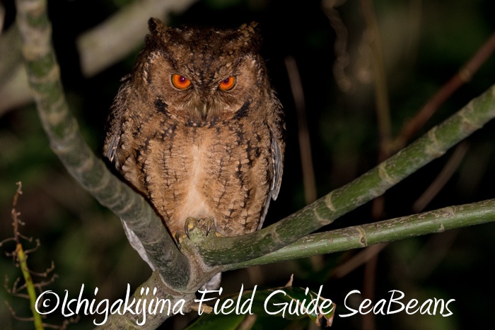 Photo of Japanese Scops Owl(pryeri) at 沖縄県 by 石垣島バードウオッチングガイドSeaBeans