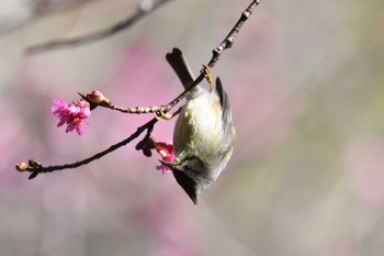 Taiwan Yuhina 八仙山国家森林遊楽区 Fri, 1/18/2019