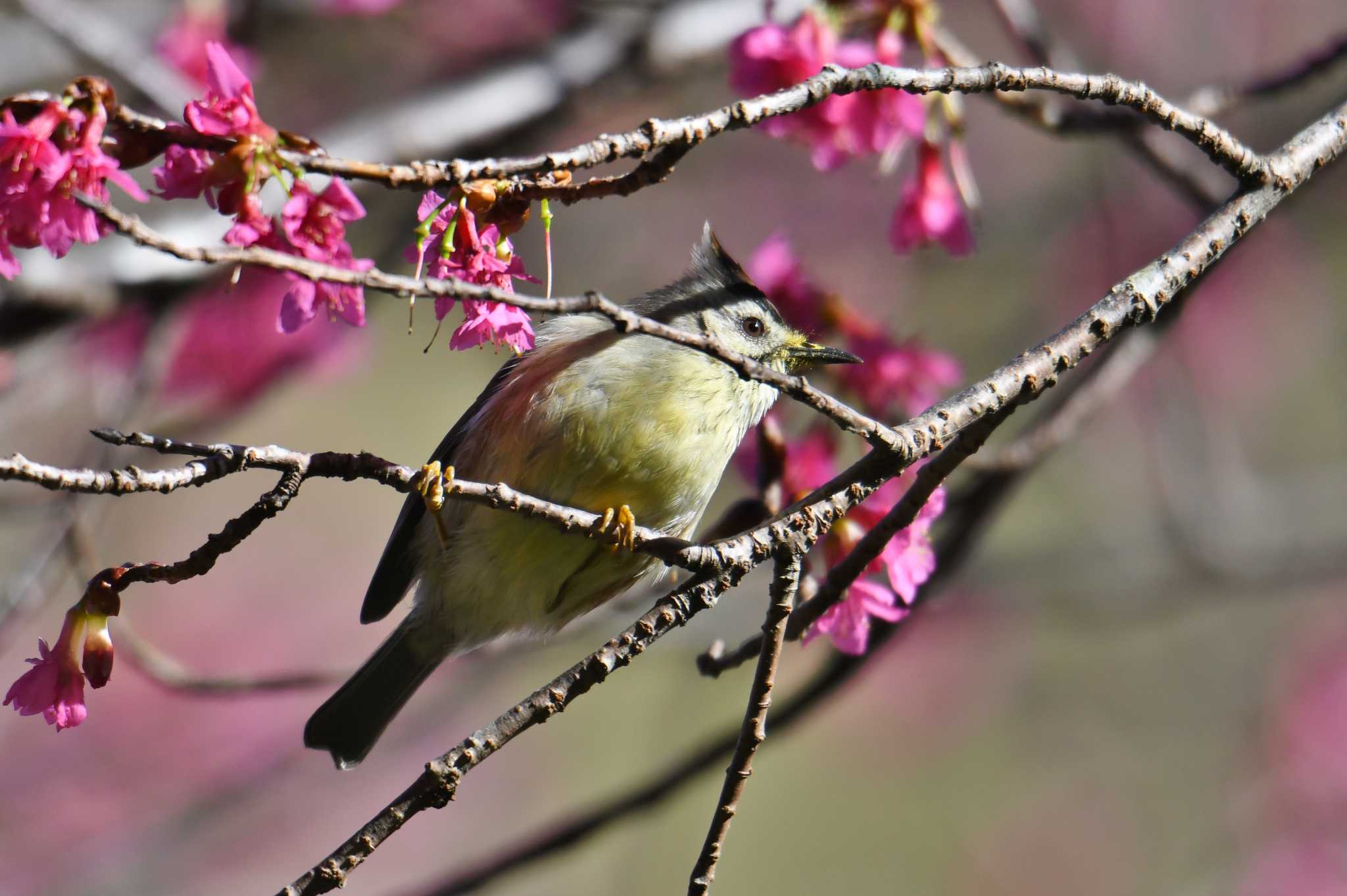 Photo of Taiwan Yuhina at 八仙山国家森林遊楽区 by あひる