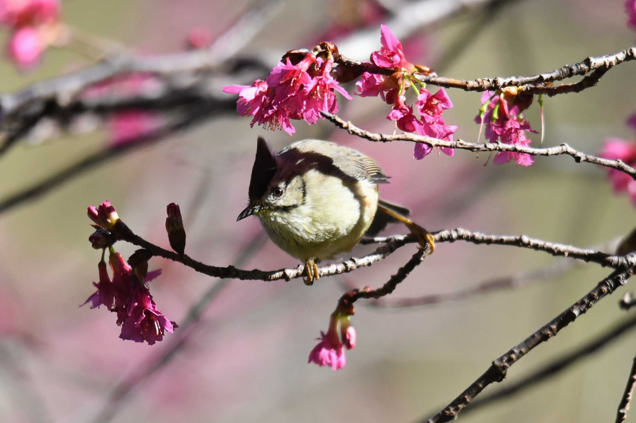 Photo of Taiwan Yuhina at 八仙山国家森林遊楽区 by あひる