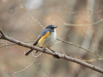 2019年1月28日(月) 東京都町田市の野鳥観察記録