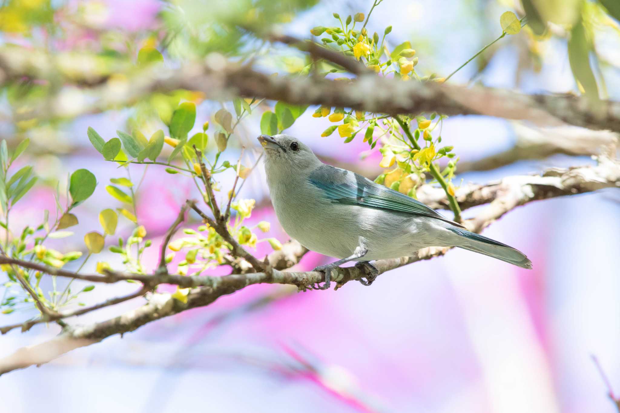 Blue-grey Tanager