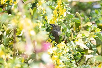 Palm Tanager Camino a Mata Ahogado Mon, 1/7/2019