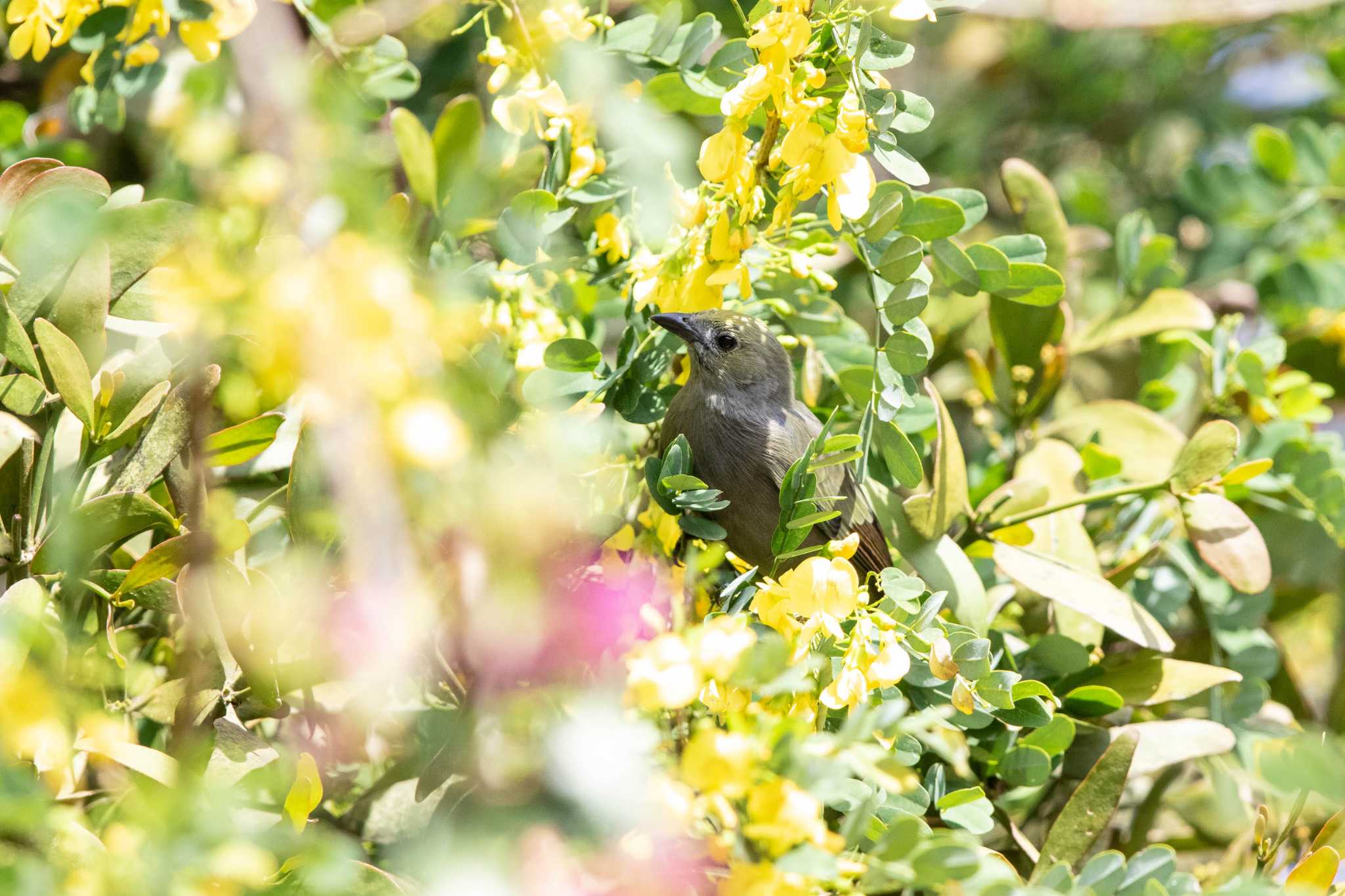 Photo of Palm Tanager at Camino a Mata Ahogado by Trio