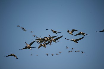 Cackling Goose 北海道浦幌町 Sat, 10/14/2017