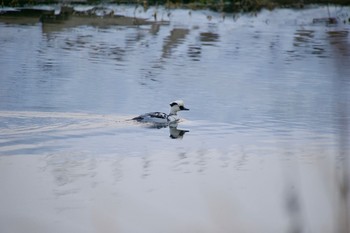 Smew 北海道帯広市 Sun, 12/24/2017