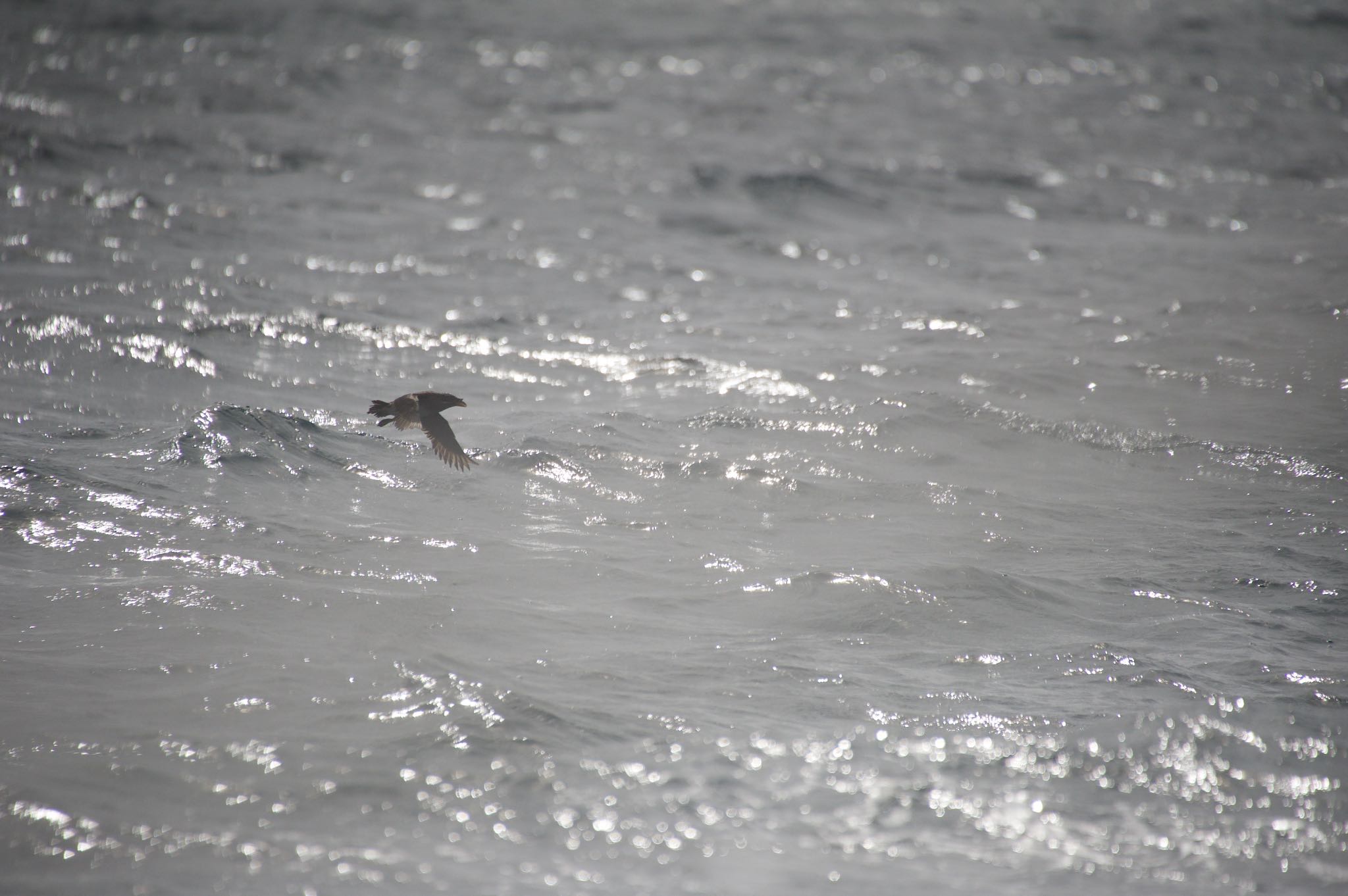 Photo of Rhinoceros Auklet at 北海道根室市 by shontak