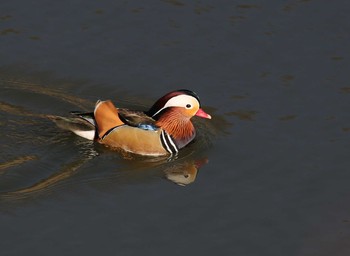 Mandarin Duck 横浜市 Thu, 1/24/2019