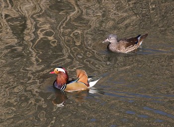 Mandarin Duck 横浜市 Thu, 1/24/2019