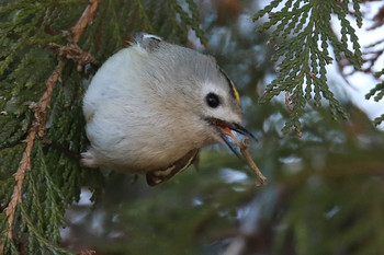 Goldcrest 東京都多摩地域 Sun, 1/27/2019