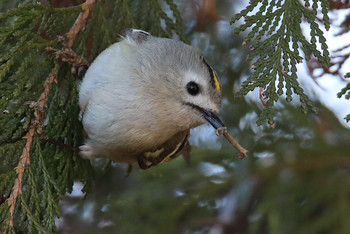 Goldcrest 東京都多摩地域 Sun, 1/27/2019