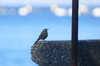 Blue Rock Thrush 静岡県　沼津 Thu, 1/24/2019