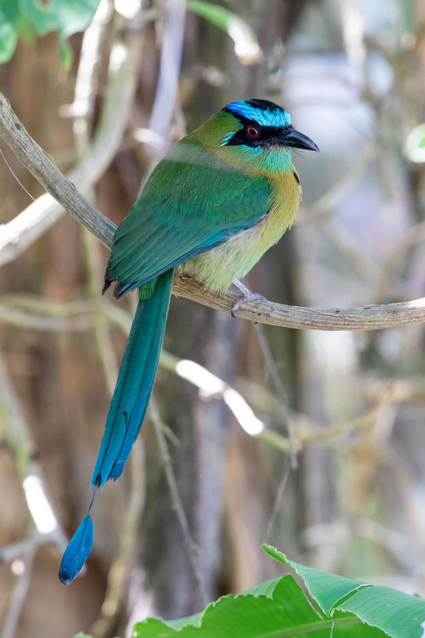 Photo of Lesson's Motmot at Cara Lguana by Trio