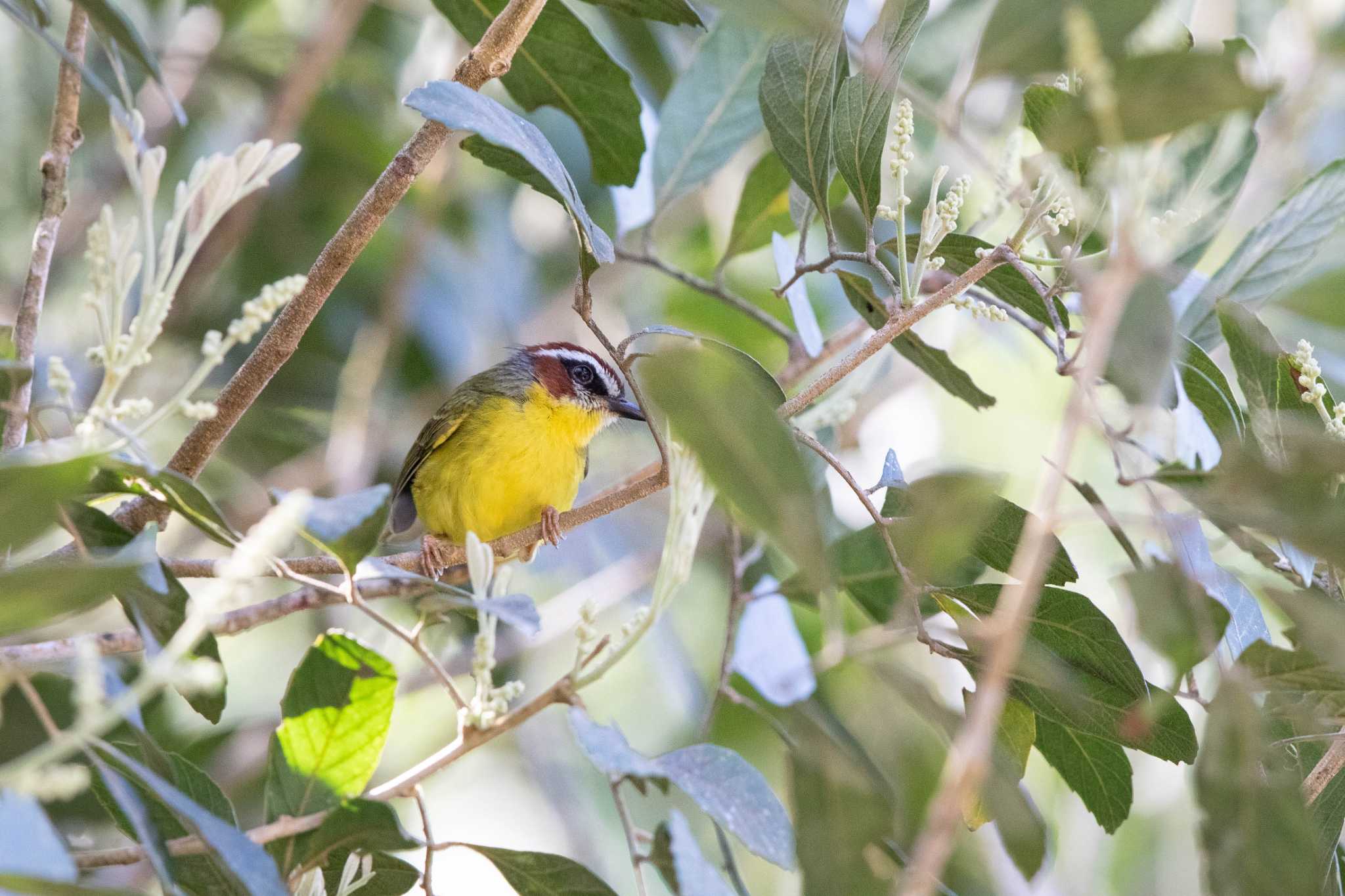 Rufous-capped Warbler