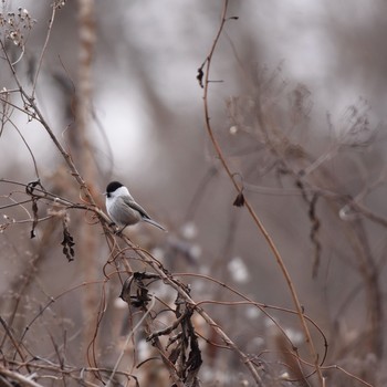 2019年1月13日(日) 軽井沢の野鳥観察記録