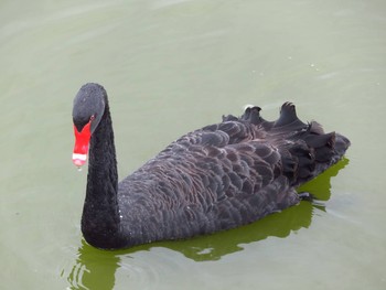Black Swan 和歌山県貴志川町平池緑地公園 Unknown Date