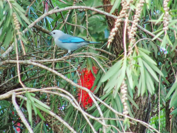 Blue-grey Tanager コスタリカ Unknown Date