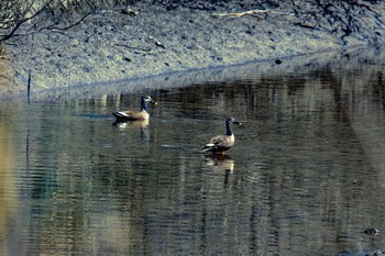 Unknown Species 福岡県糸島市 Fri, 4/14/2017