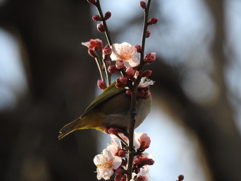 メジロ 小石川植物園 2017年1月9日(月)